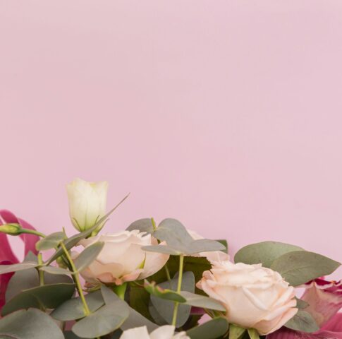 white and pink rose flowers